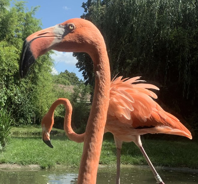 Flamingi se vedejo kot nekdanja gospoda Schönbrunna. FOTO: Ciril I. Fon