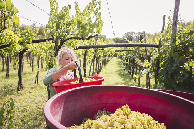 Trgatev je letos kakovostna, a grozdja bo manj. FOTO: Getty Images