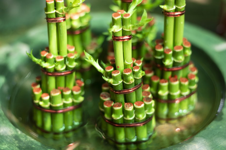 Fotografija: Bambus prinaša srečo in dviguje energijo prostora. FOTO: Koeuth Pheap/Getty Images

