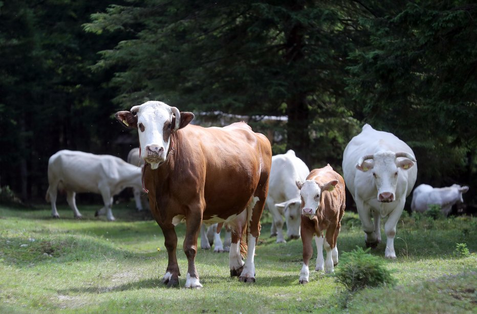 Fotografija: V Vratih izganjajo krave iz bližine planinskega doma. FOTO: Dejan Javornik
