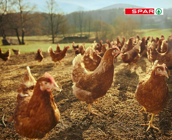 Fotografija: Naj bo lokalno, poudarjajo v SPARU, kjer med drugim sodelujejo tudi s kmetijo Humek, ki kupcem nudi odlična jajca. FOTO: Spar Slovenija
