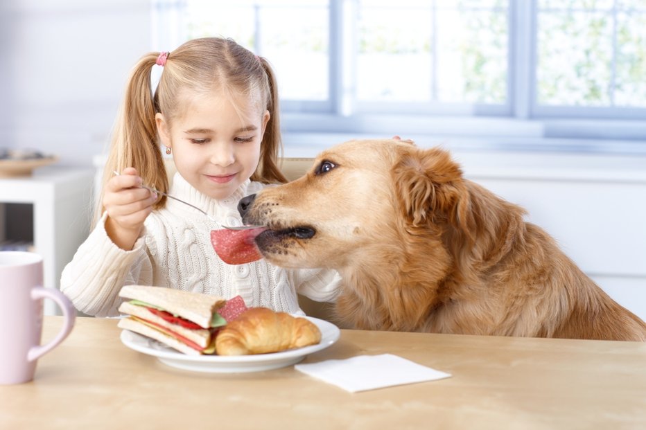Fotografija: Psu ne ponujajte hrane od mize. S tem spodbujate njegovo neprimerno vedenje, hrana za ljudi pa mu lahko povzroči tudi zdravstvene težave. FOTO: Stocklite, Shutterstock
