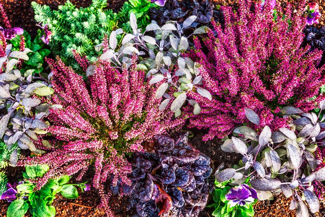 Rastline so lahko barvite ali izberemo en sam odtenek.
FOTO: Firina/Getty Images
