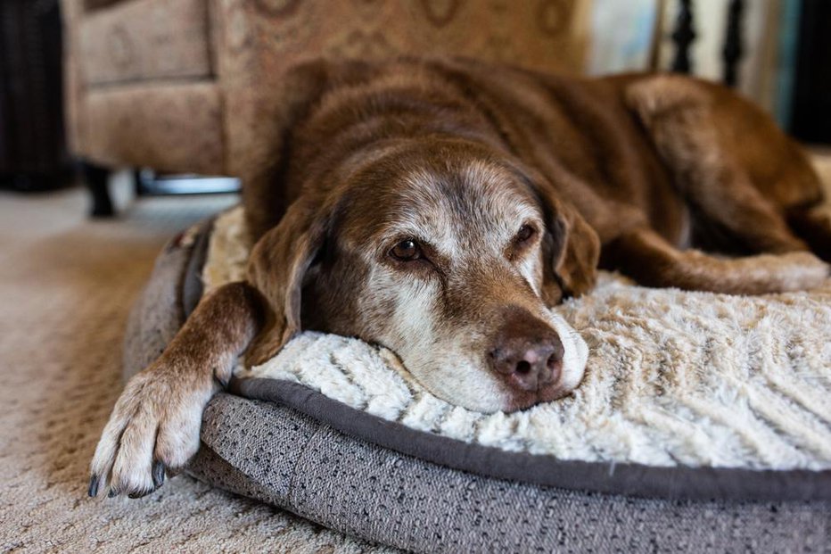 Fotografija: Poskrbite, da bo pasjemu veteranu udobno. Njegovim starim kostem privoščite mehko pasjo posteljico. FOTO: Cavan-images, Shutterstock
