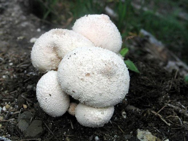 Betičasta prašnica, tudi trebušasta goba, je prekrita z igličastimi bradavicami.
