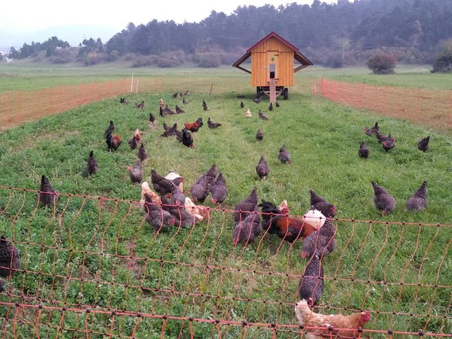 Dvoriščna reja kokoši s premičnim kokošnjakom FOTOgrafije: Osebni Arhiv
