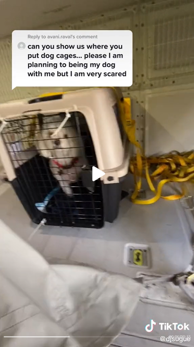 Deeej je delil posnetek, kako se na letalih prevažajo psi FOTO: TikTok, posnetek zaslona
