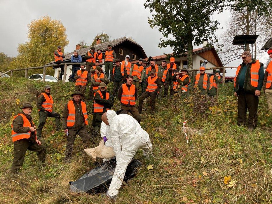 Fotografija: Usposabljanje lovcev za ukrepanje ob pojavu prašičje kuge pri lovskem domu LD Tomišelj FOTO: GREGOR BOLČINA
