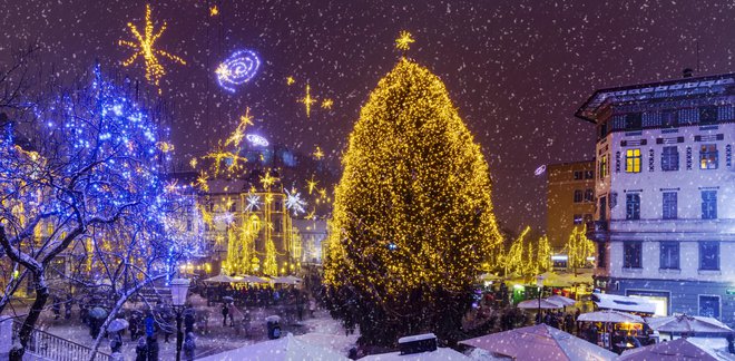 Decembra bo na ljubljanskih trgih in ulicah skupno devet božičnih dreves. FOTO: Janez Zalaznik
