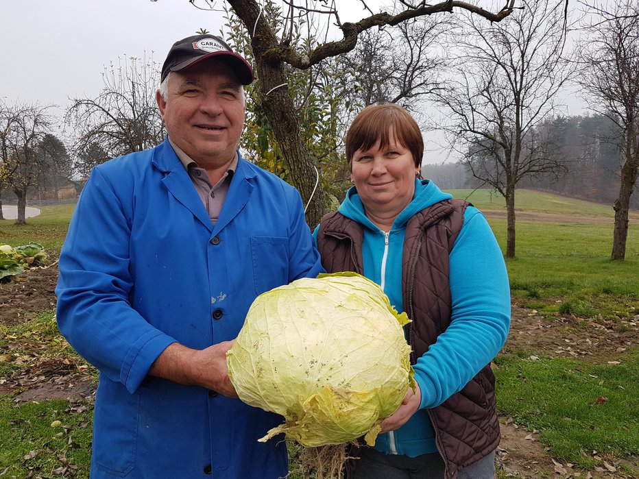 Fotografija: Franc in Jožica Pšeničnik z eno od zeljnih glav, ta je imela kar 8 kilogramov. FOTO: Tanja Jakše Gazvoda
