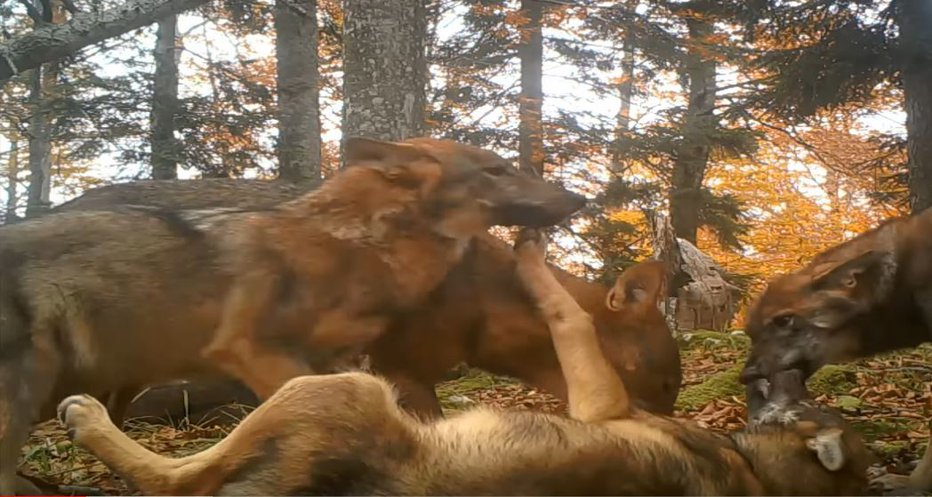 Fotografija: Volkovi so na posnetku neverjetno nežni drug do drugega. FOTO: Youtube, posnetek zaslona
