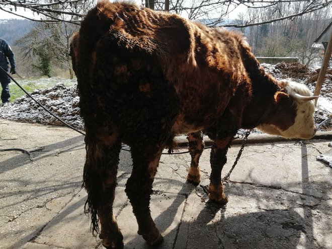 Shiran bik, ki pet let ni videl dnevne svetlobe. FOTO: DZK CRŽ PONČO
