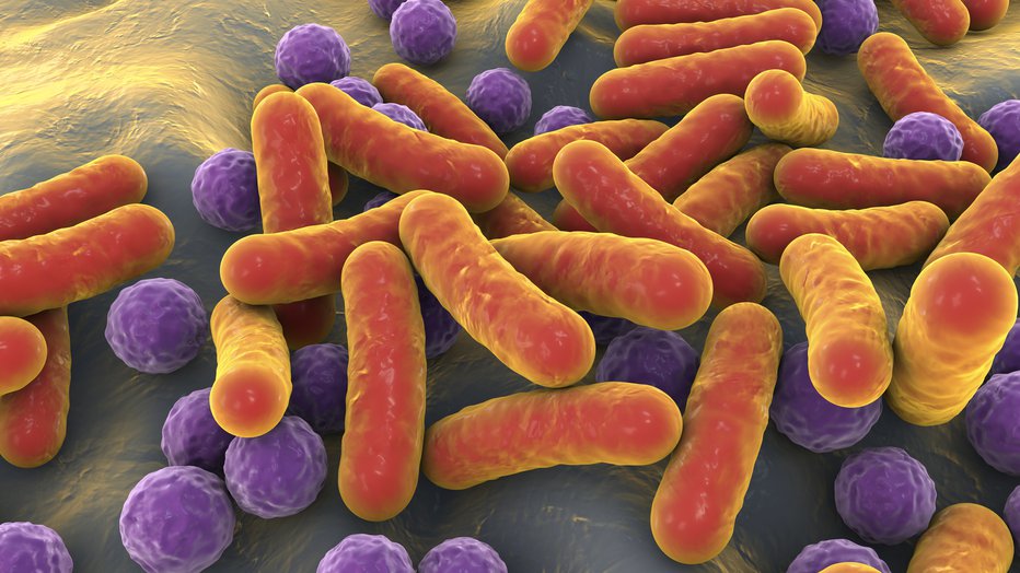 Fotografija: Rod-shaped bacteria and cocci, human microbiome, human pathogenic bacteria, 3D illustration