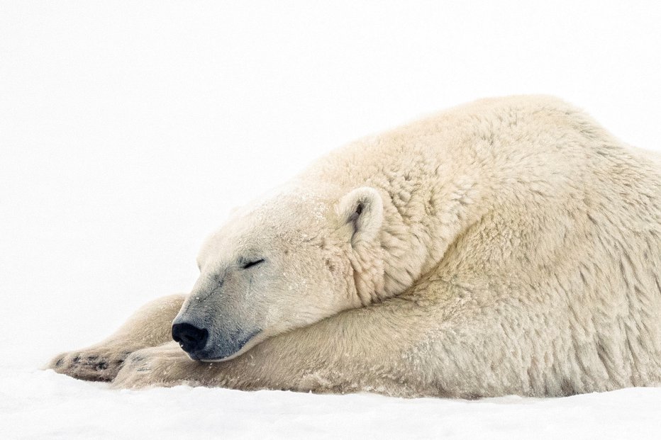 Fotografija: Severni medved se uvršča med najbolj ogrožene sesalce. FOTO: Carlos Osorio/Reuters
