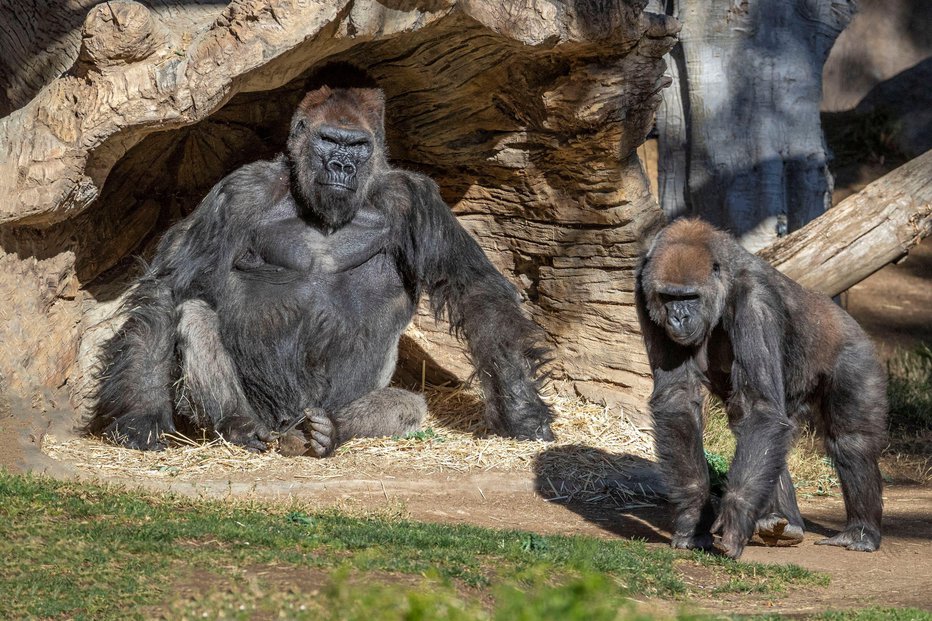 Fotografija: Okužbo z novim koronavirusom je prebolelo tudi osem goril v San Diegu. FOTO: Ken Bohn/Reuters
