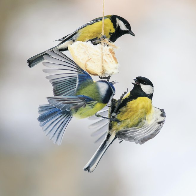 Sinice, poljski in domači vrabec, ščinkavec in lišček imajo radi mešanico semen. FOTO: Nataba/Getty Images

