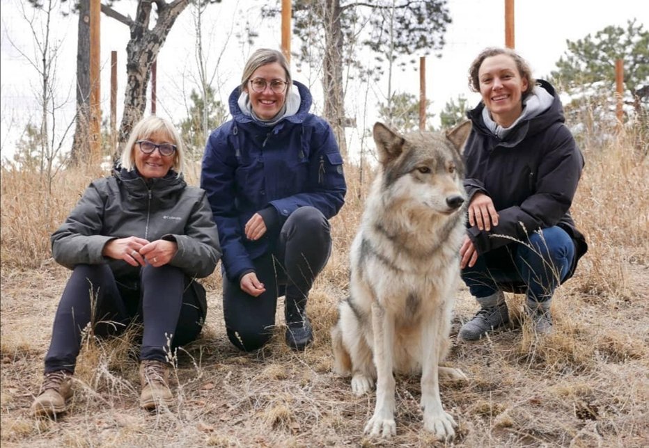 Fotografija: Ilka je onemela, ko se je v družbi mame Darje Črnko in fizioterapevtke Tine Kobale čisto od blizu srečala z volkom.

