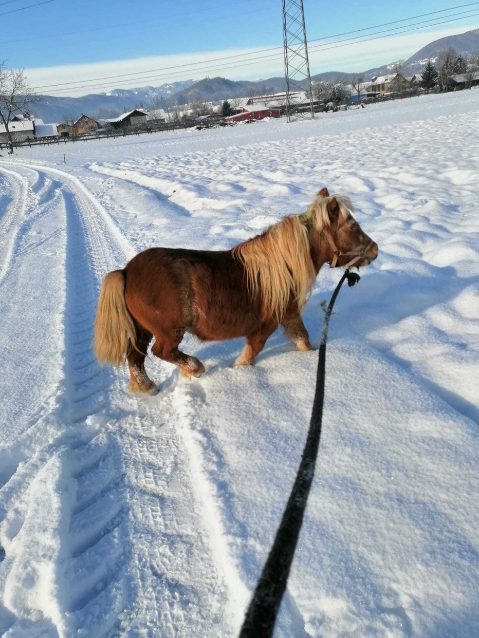Fotografija: Poni Sonček na sprehodu po snegu na posestvu Društva za zaščito konj v Orovi vasi FOTOGRAFIJE: DZK
