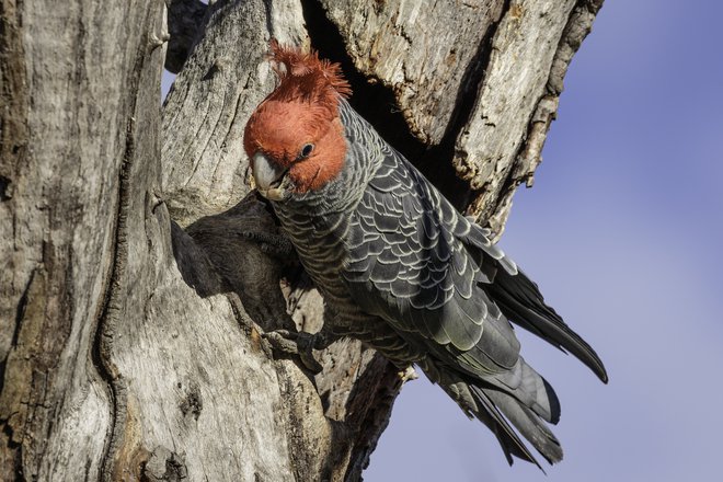 Med ogroženimi ptičjimi vrstami, katerih pesem je ujeta na ploščo, je tudi kakadu gang-gang. FOTO: Jonathan Steinbeck/Getty Images
