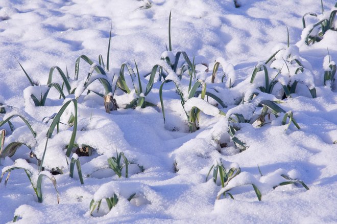 Previsoke temperature zraka so motile globoko zimsko mirovanje številnih rastlin. FOTO: Audaxl/Getty Images
