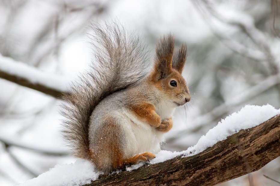 Fotografija: Zime ne prespi. FOTO: Getty Images
