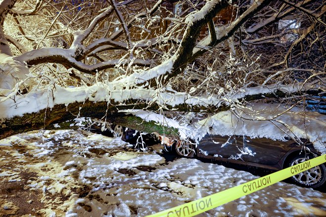 Podrto drevje je povzročalo preglavice in sejalo smrt. FOTO: Evelyn Hockstein/Reuters
