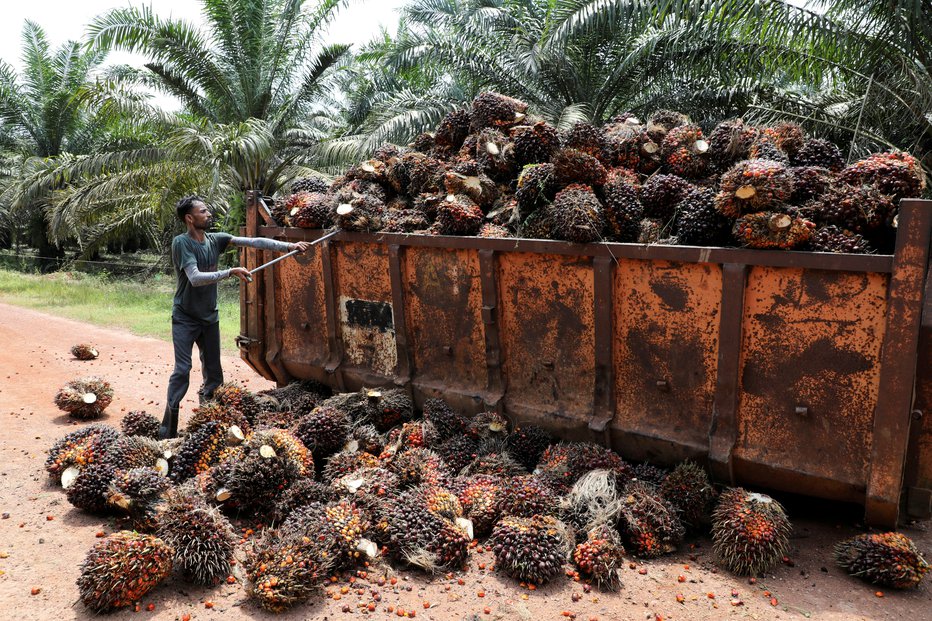 Fotografija: Pridelava palmovega olja v Maleziji. FOTO: Lim Huey Teng, Reuters
