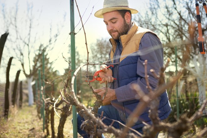 Rez trte je poseg vinogradnika v življenjski cikel vinske trte. FOTO: Cherriesjd/Getty Images
