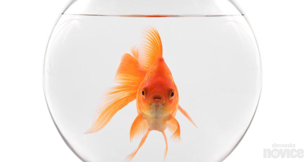 Les poissons rouges ont besoin d’espace et d’eau propre
