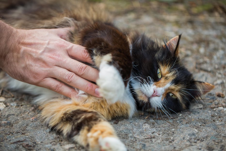 Fotografija: Potepuških mačk se raje ne dotikajte. Foto: Guliver/Getty Images
