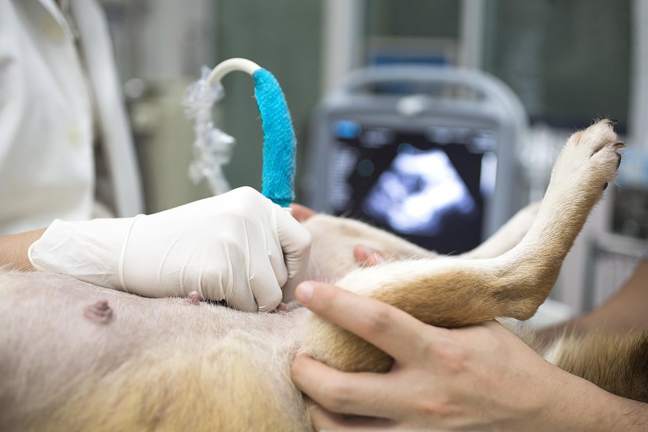 Fotografija: Približno 28 dni po paritvi veterinar z ultrazvokom preveri, ali je breja ali ne. Foto: Thirawatana Phaisalratana/Getty Images
