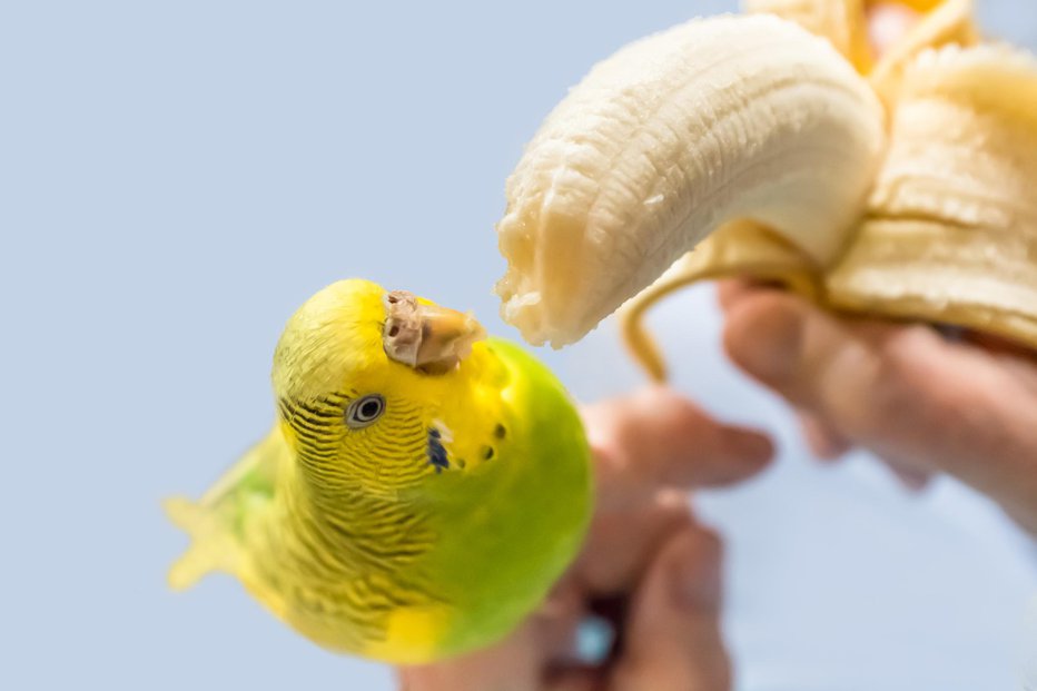 Fotografija: Celo banana jim tekne! FOTO: Cbck-christine/Getty Images

