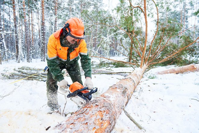 Dela v gozdovih, kot sta sečnja in spravilo lesa, so zelo nevarna. FOTO: Kadmy/Getty Images
