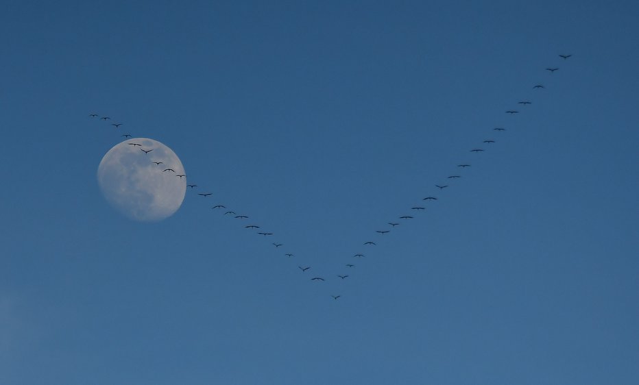 Fotografija: Jata žerjavov, ujeta v fotografski objektiv na nebu nad Brežicami. FOTO: Egon, bralec poročevalec
