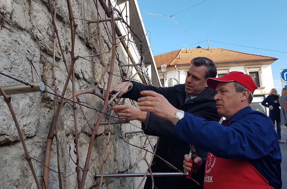 Fotografija: Trto sta simbolno obrezala župan Gregor Macedoni in njen skrbnik, mestni viničar Peter Korene.
