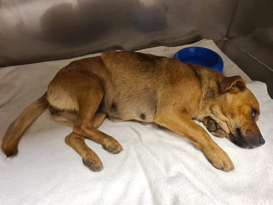 Fotografija: Shirana neoznačena psička s poškodovano tačko, najdena na Krtini, že okreva v Zavetišču Horjul. FOTO: ZAVETIŠČE HORJUL
