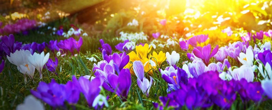 Fotografija: V tem obdobju zacveti pomladanski žafran. FOTO: Fotojog/Getty Images
