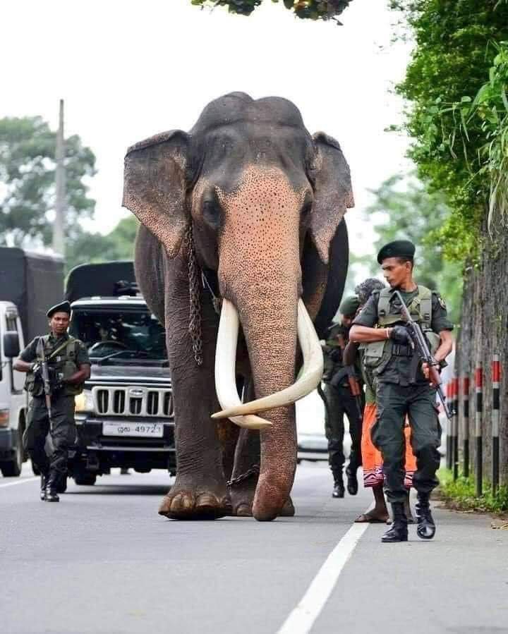 Fotografija: Bil je najpomembnejši slon na Šrilanki. FOTO: Twitter
