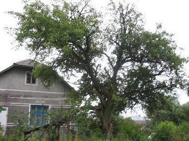 Ta hruška je rastla pred rojstno hišo v Verbivu, še preden so Hevkovi odšli v svet. Foto: Osebni arhiv
