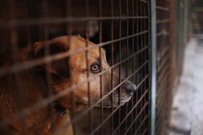 Med varovanci so številni nebogljeni psi. FOTO: Ksenia Raykova/Getty Images
