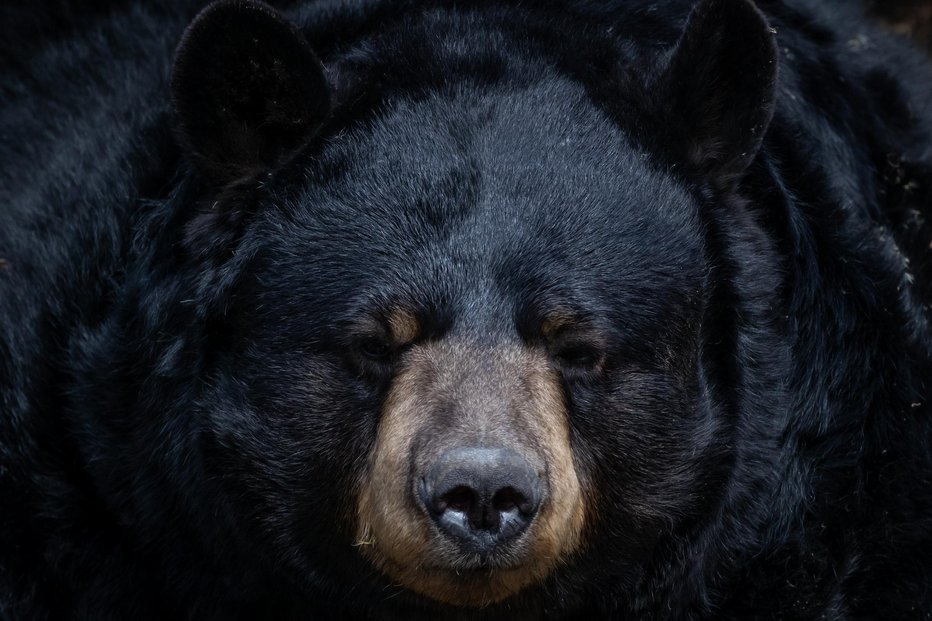 Fotografija: Tam je tudi črni medved. FOTO: Clayton Rowe/Getty Images
