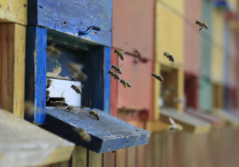 Fotografija: Dobili bodo po pet evrov na čebeljo družino. FOTO: Leon Vidic/delo
