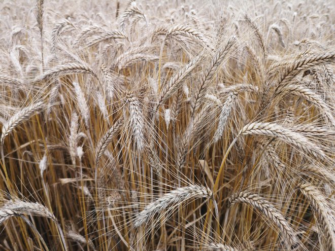 Cene pšenice naraščajo. FOTO: Dejan Javornik
