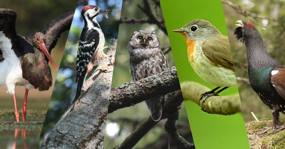 Fotografija: Peterica najbolj ogroženih vrst gozdnih ptic v Sloveniji FOTO: DOPPS
