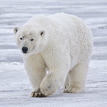 Polarni medved je talec podnebnega segrevanja. Foto: Wikipedia
