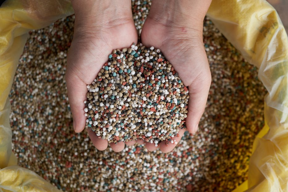 Fotografija: V sušnem obdobju se je treba izogniti granuliranim gnojilom, saj se ne bodo raztopila in ne bodo delovala. FOTO: Iamporpla/Getty Images
