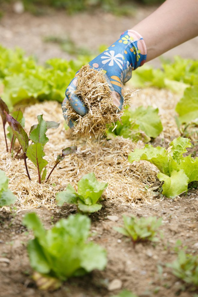 Izhlapevanje lahko zmanjšamo z zastirko oziroma rastlinskimi ostanki. FOTO: Zlikovec/Getty Images
