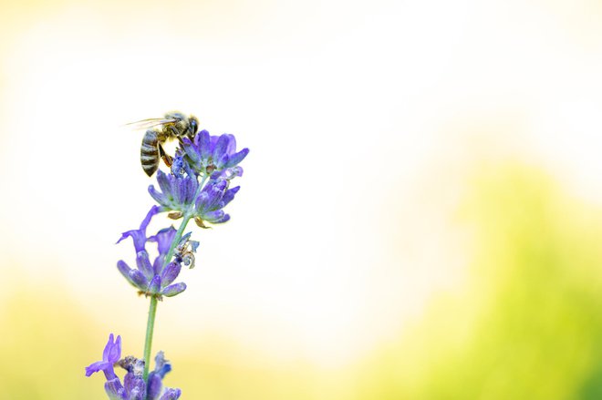 Koristna je za čebele in ljudi. FOTO: Getty Images
