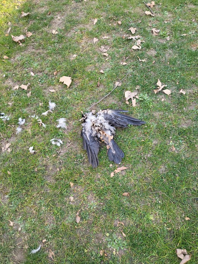 Mrtev ptič ob igrišču. FOTO: bralka Ana
