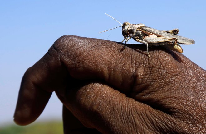 Puščavske kobilice lahko preletijo 150 kilometrov na dan. FOTO: Reuters